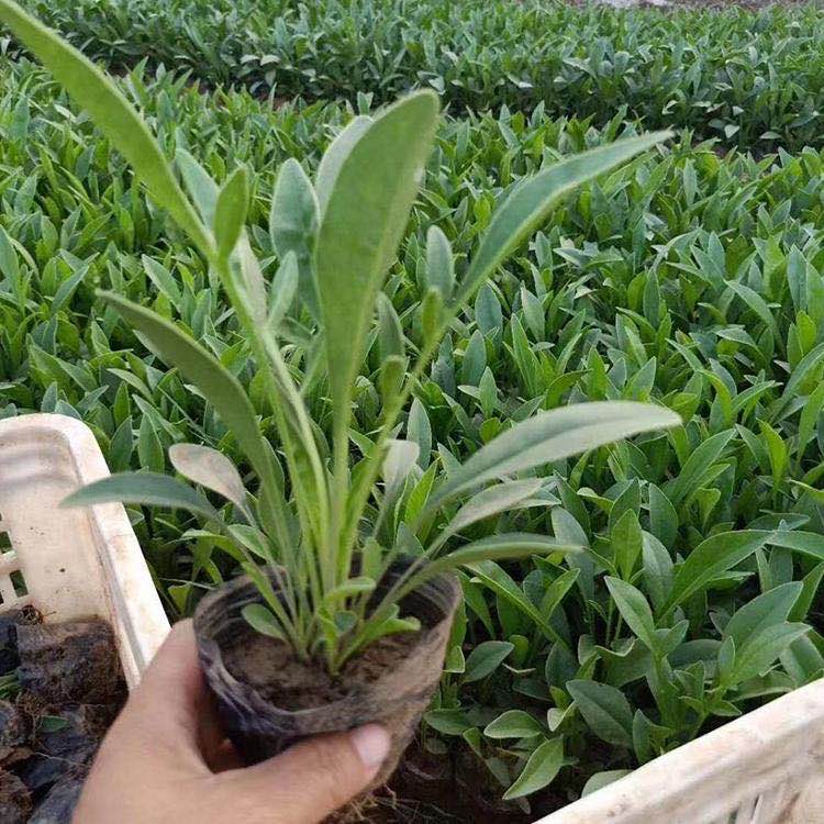 金鸡菊 青州金鸡菊小苗 金鸡菊批发 江瑞园艺金鸡菊供应商