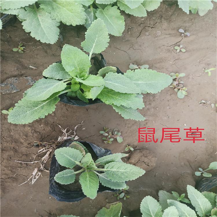 鼠尾草营养杯苗 鼠尾草景区用苗 市场基地批发