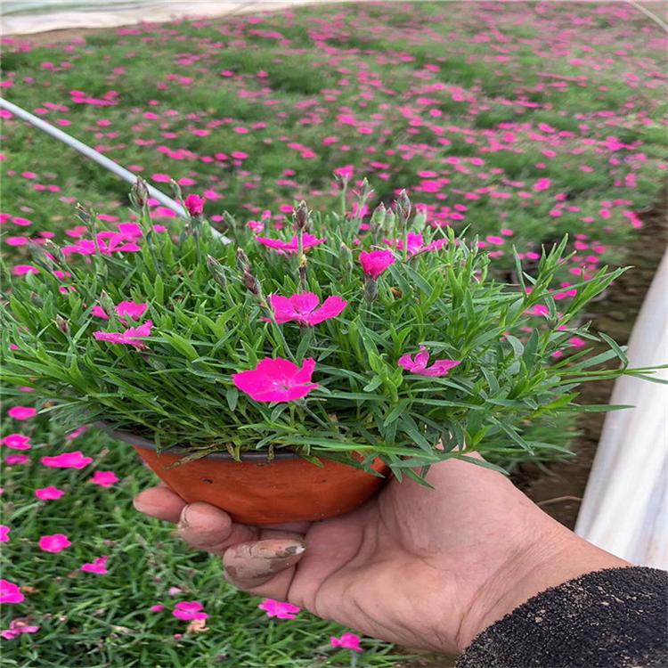 欧石竹的价格 欧石竹观赏花卉 种植基地批发