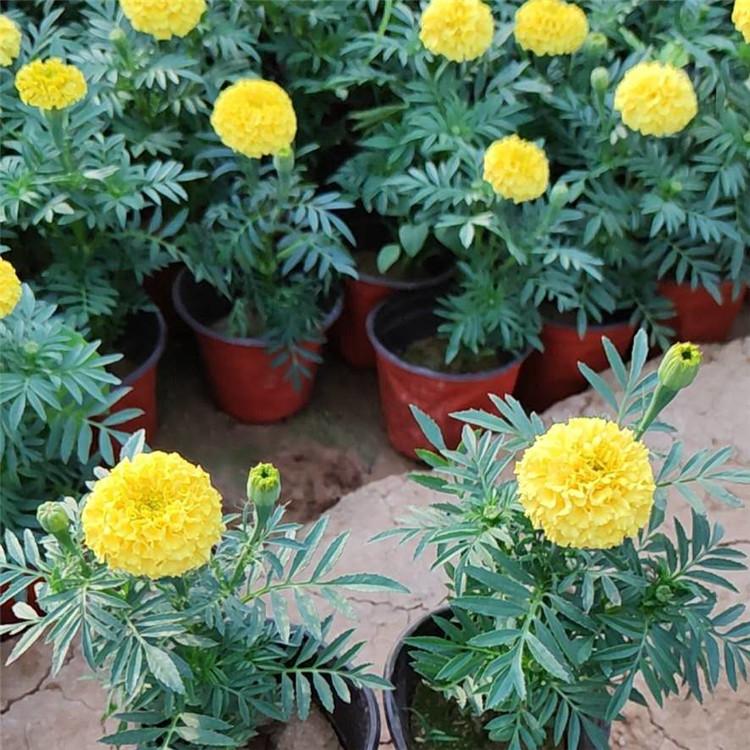 万寿菊苗种植基地 基地直销万寿菊苗 常年供应