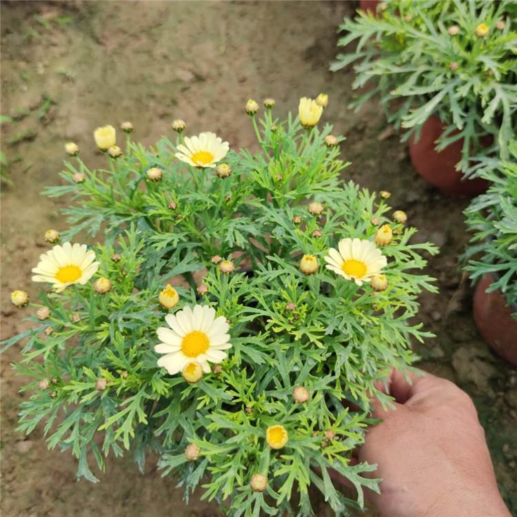 木春菊批发价格 基地直销木春菊 欢迎致电