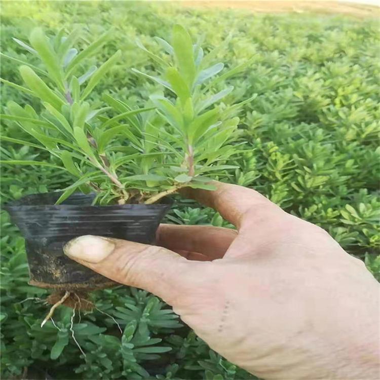薰衣草量大从优 薰衣草花坛用花 常年批发