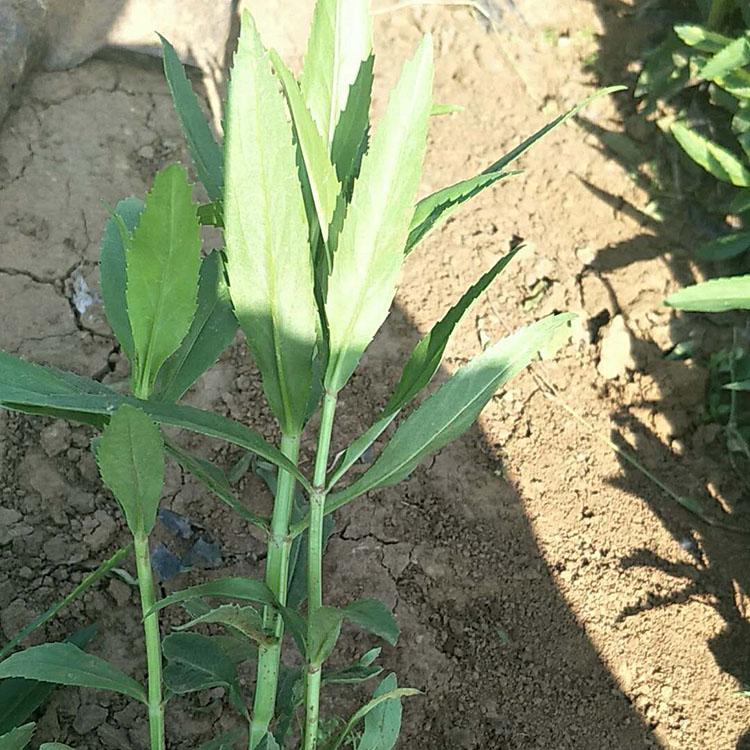 长期供应假龙头 假龙头供应商 欢迎致电