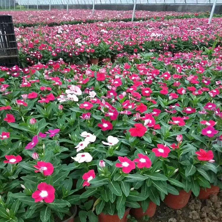 长春花价格 青州长春花 量大从优
