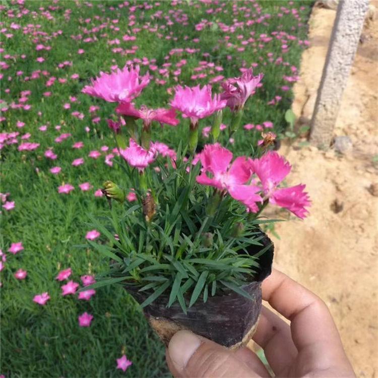 欧石竹幼苗 欧石竹花海新品种 市场基地批发
