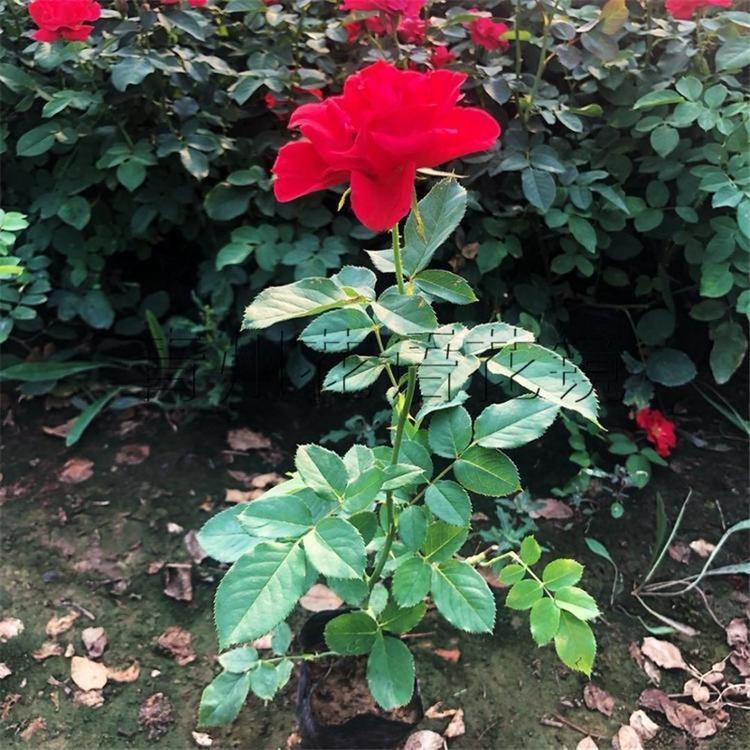 青州红帽月季 红帽月季种植基地 量大从优