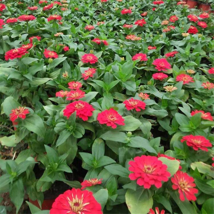 大量出售百日草小苗 百日草种植培育基地 百日草批发价格