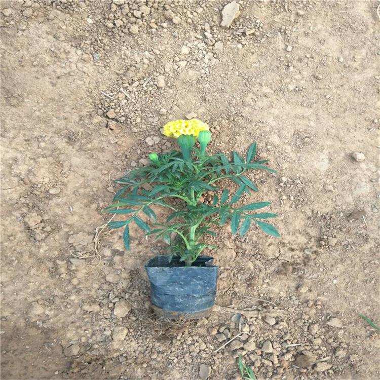 万寿菊营养杯苗 万寿菊绿化植物