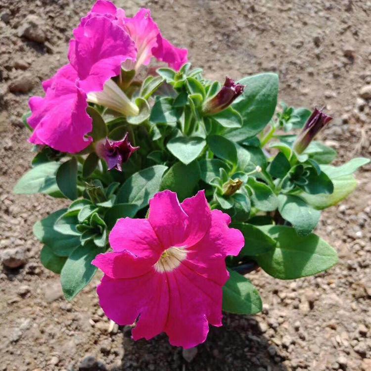 山东矮牵牛批发   青州牵牛花价格