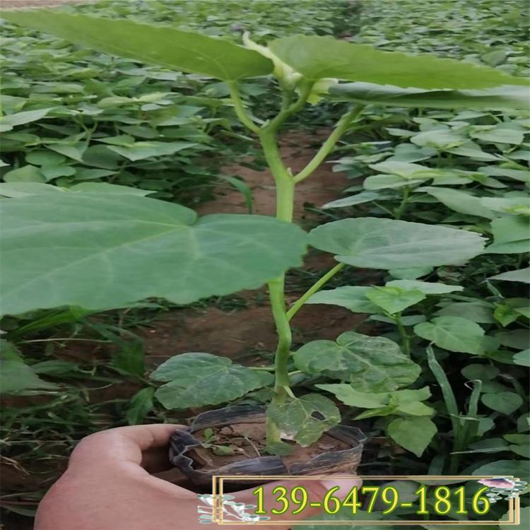 大花秋葵小苗 山东大花秋葵批发种植基地 耐盐碱的植物芙蓉葵