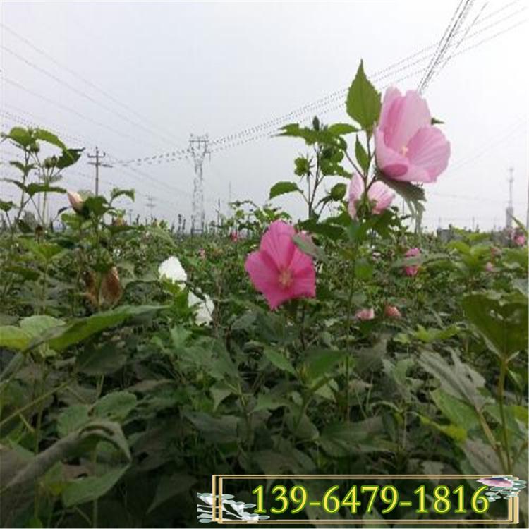 花卉盆栽苗价格 大花秋葵种子 夏季开花的植物芙蓉葵花批发