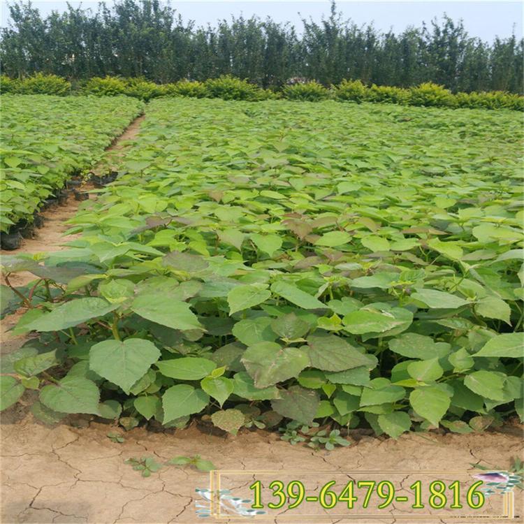 芙蓉葵营养钵苗 大花秋葵图片 山东大花秋葵批发种植基地 
