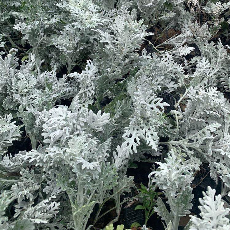 银叶菊花苗 安徽银叶菊花苗 银叶菊花苗批发