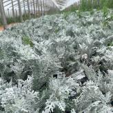 旭腾 银叶菊苗   养护简单  观赏性好 耐寒 整株呈现银白色