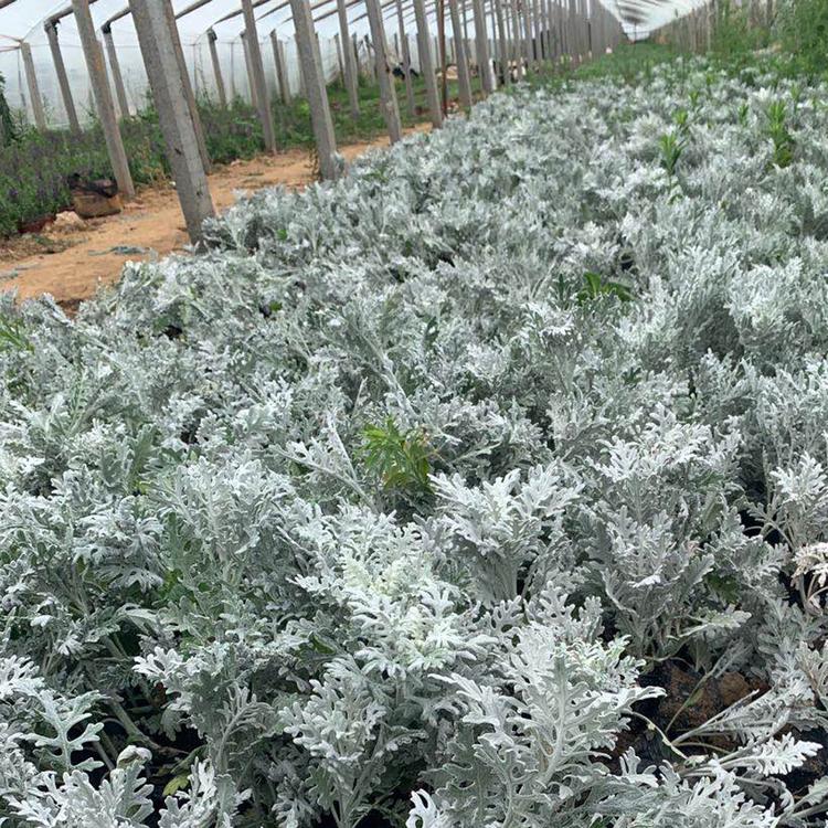 银叶菊苗 陕西银叶菊苗 银叶菊苗批发