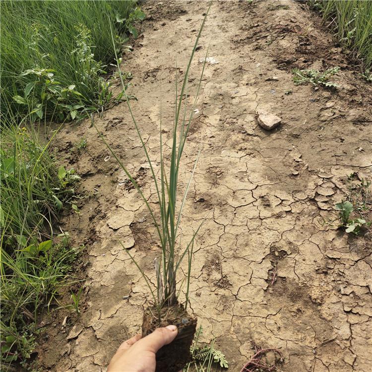 大量供应细叶芒基地  青州细叶芒价格  绿化用细叶芒 细叶芒杯苗