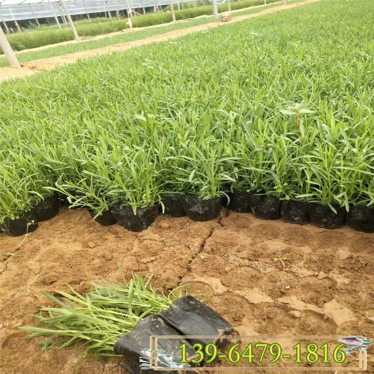 彩色地被植物 批发地被石竹盆苗 又名羽裂石竹防止杂草生长植物