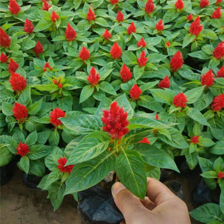 红叶鸡冠花 世纪红鸡冠花 景观绿化苗木盆栽