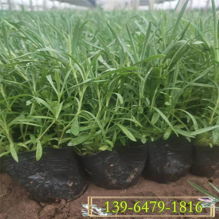 青州彩虹石竹 花期长的地被石竹小苗 公园绿化绿植耐旱花卉