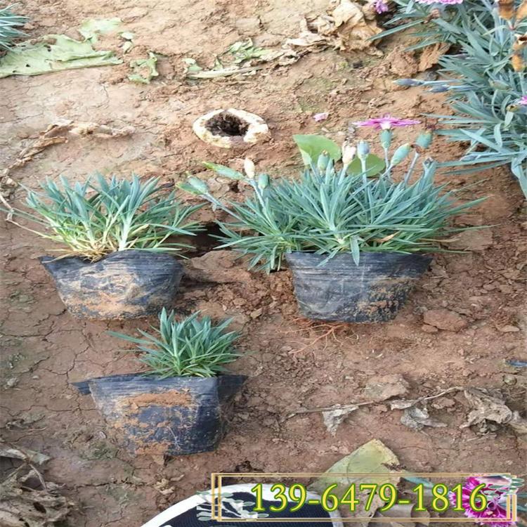 石竹花海景观地被石竹 草坪尖叶欧石竹价格 耐寒耐热宿根花卉