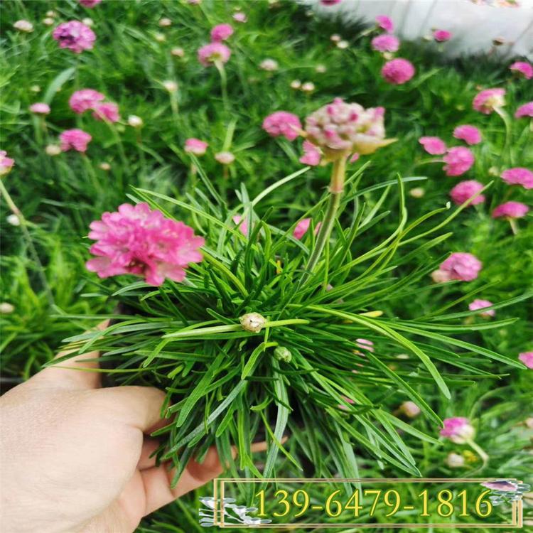 批发质量好的石竹草杯苗 海石竹营养钵苗 球形花朵