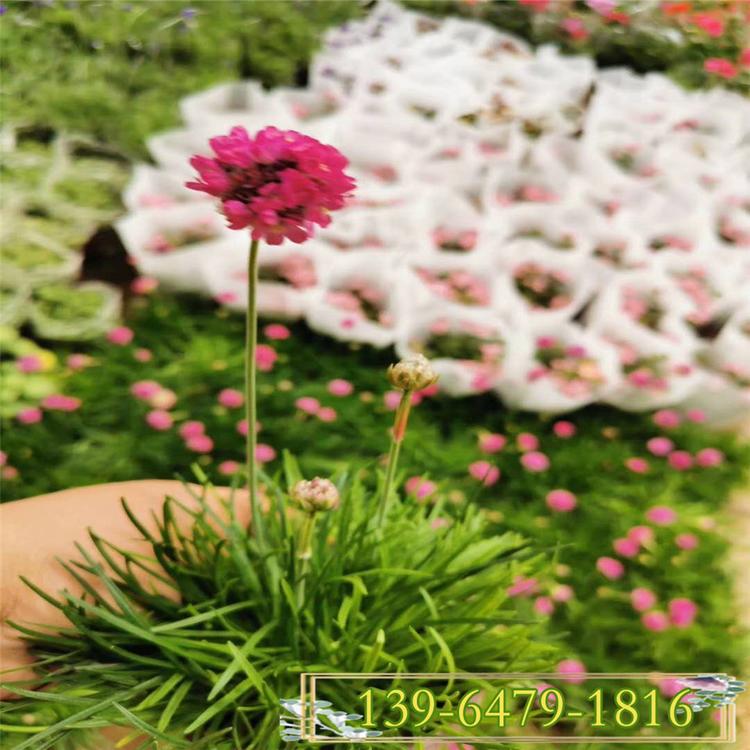 植株低矮的海石竹 开花草坪常夏石竹地被石竹 耐寒耐旱绿化花卉