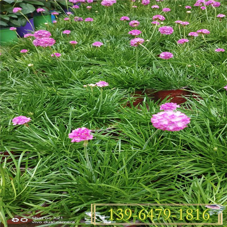 海石竹盆栽花苗 耐寒耐热多年生 多季开花地被草坪120海石竹