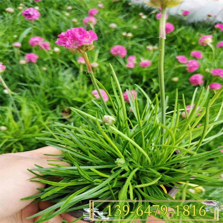 海石竹苗种植基地 山东地被石竹大量供应 一手货源青州供应