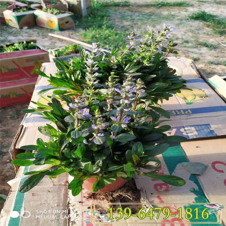 日本多花筋骨草花苗 耐荫耐涝多花筋骨草价格