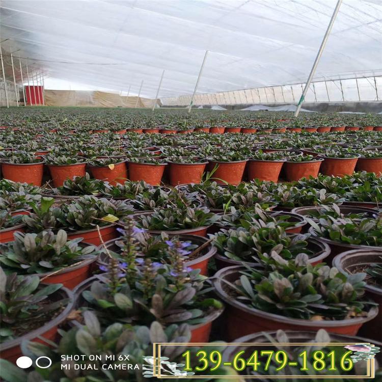 日本多花筋骨草 紫花筋骨草价格 耐晒耐热夏季草花