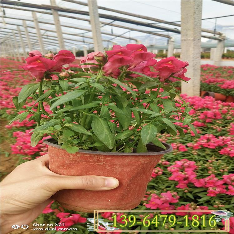 金鱼草盆栽 山东四季草花批发基地 多色金鱼草一手货源