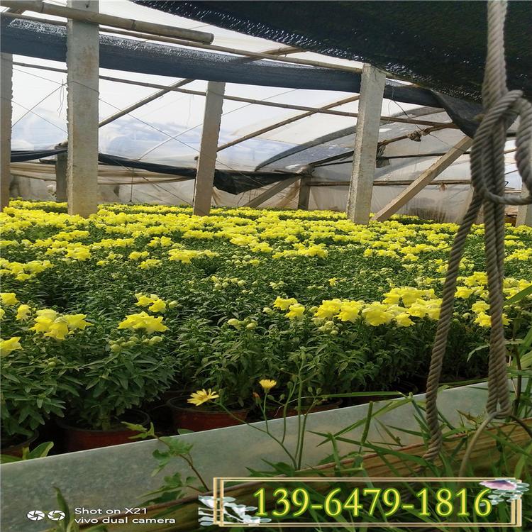 金鱼草图片 时令草花金鱼草苗壮棵 花期4-10月的花卉