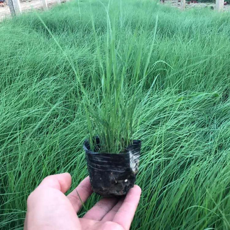 粉黛乱子草网红草粉色雾状养护及管理方法小苗花海