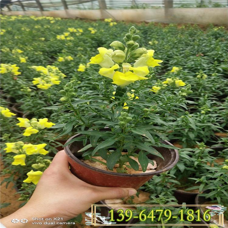 金鱼草带土苗 小区公园工程苗成活率高 一串花植物金鱼草