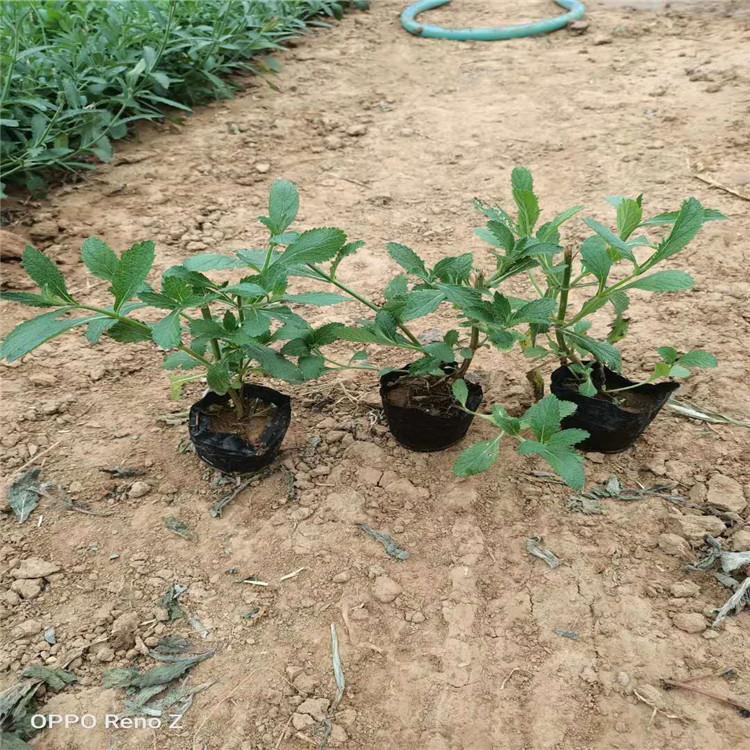 河北专供马鞭草 河北绿化马鞭草苗 青州盛航专供