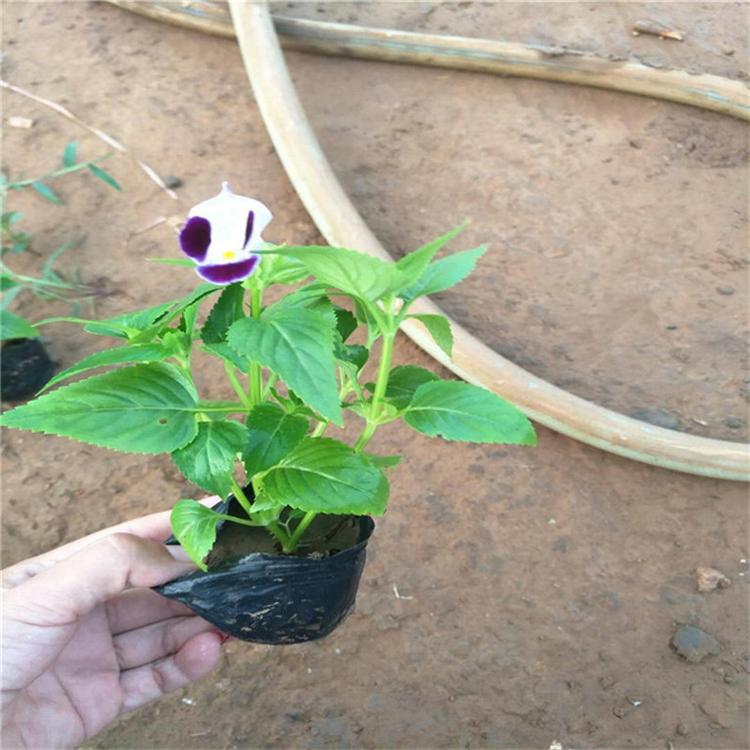 夏堇的价格 夏堇花坛用花