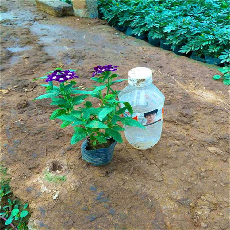 美女樱工程苗 细叶美女樱草本植物