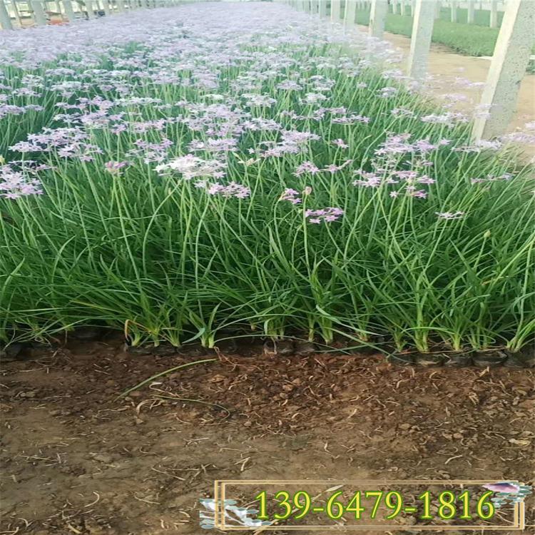 紫娇花带土营养钵苗 洋韭菜 多年生草本高存活工程苗