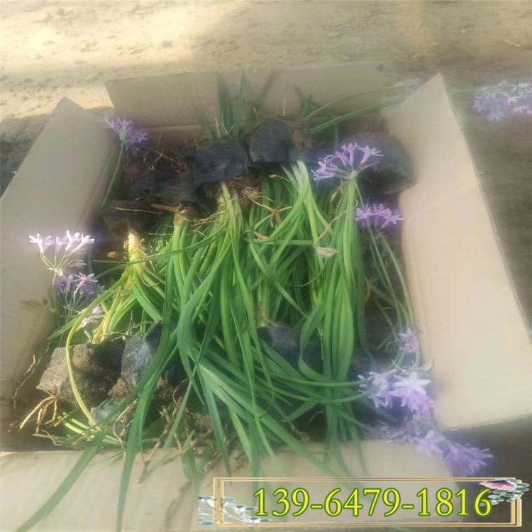 基地直供多年生草本紫娇花 紫娇花杯苗 公园绿化路边绿化耐热植物