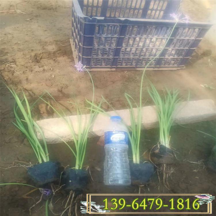 紫娇花盆栽小苗 紫娇花带土营养钵苗价格 成活率高的花卉绿植