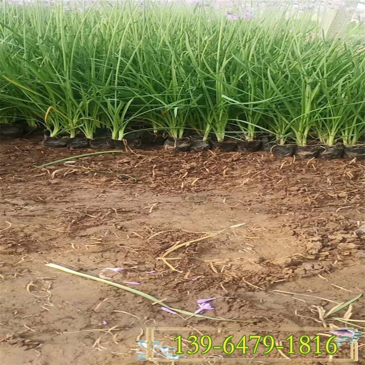 大量紫娇花容器苗 洋韭菜幼苗 多年生草本紫娇花小苗