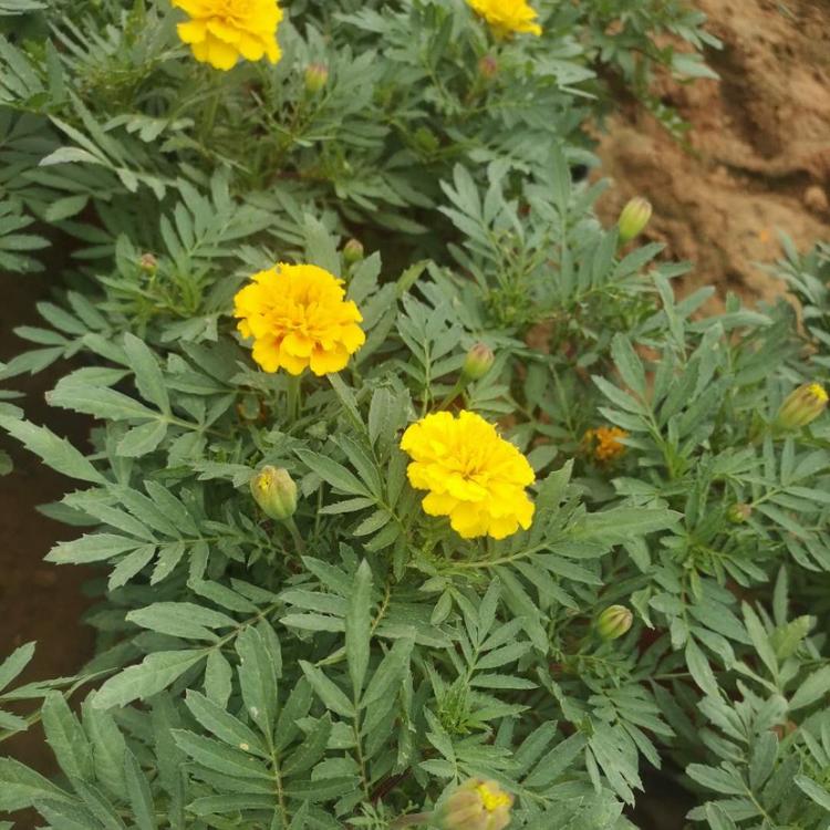 孔雀草    孔雀价格  孔雀草直销