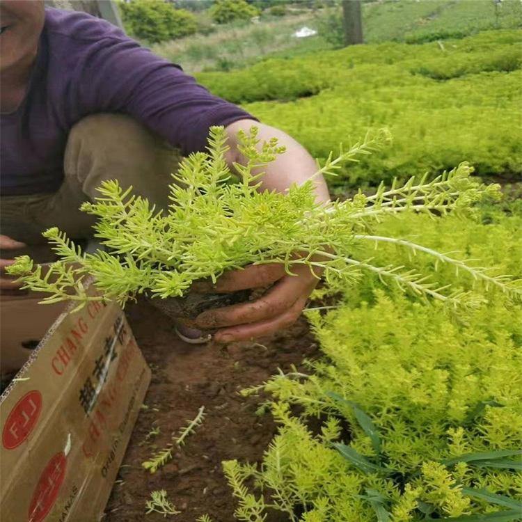 一平方佛甲草数量 绿叶佛甲草价格 金叶佛甲草批发