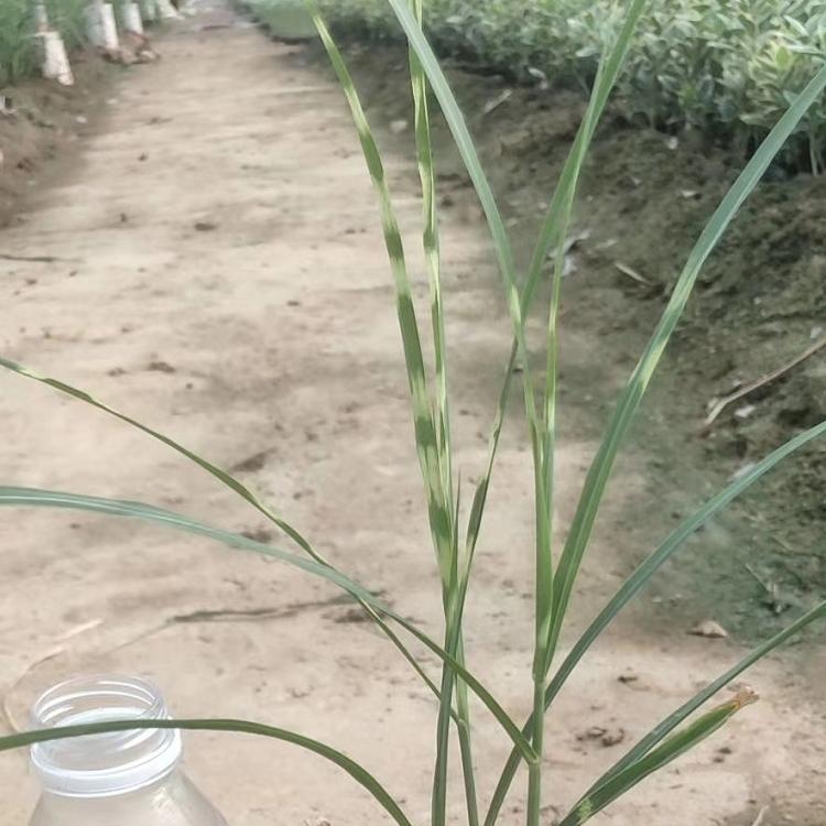 启景斑叶芒 斑叶芒供应 质优价廉