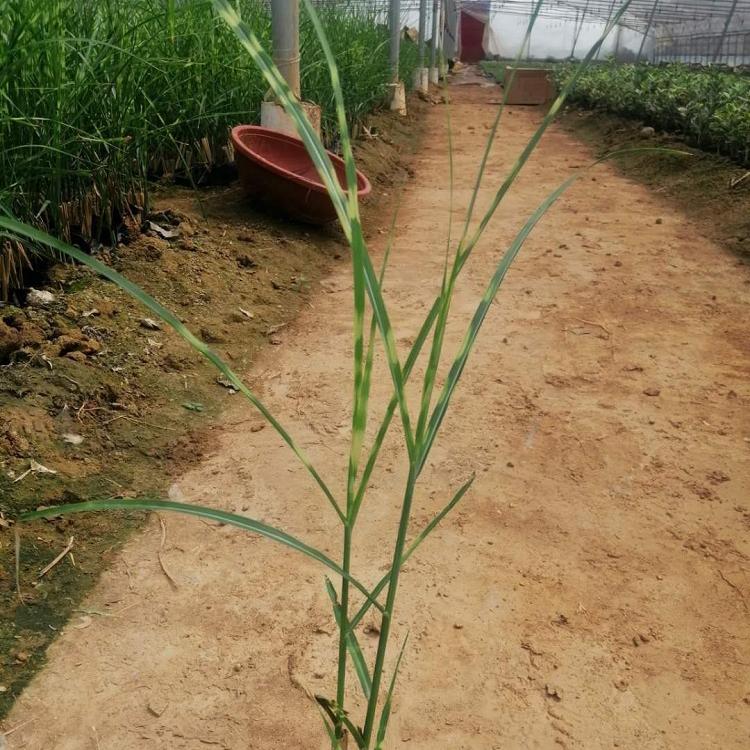 基地出售班叶芒 质优价廉 班叶芒价格