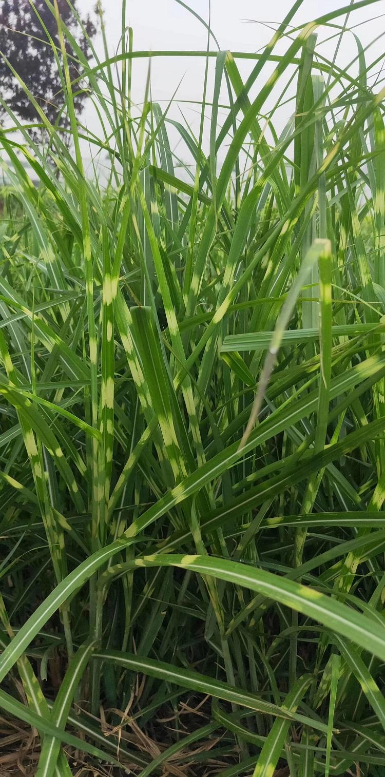 斑叶芒幼苗 斑叶芒报价 苗圃直供斑叶芒