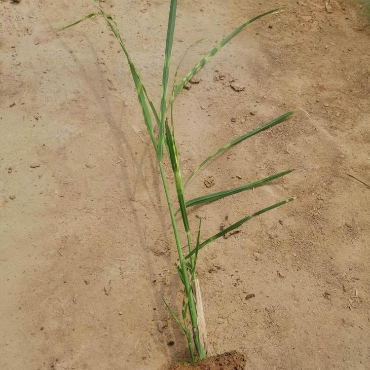 斑叶芒行情 斑叶芒批发 基地出售