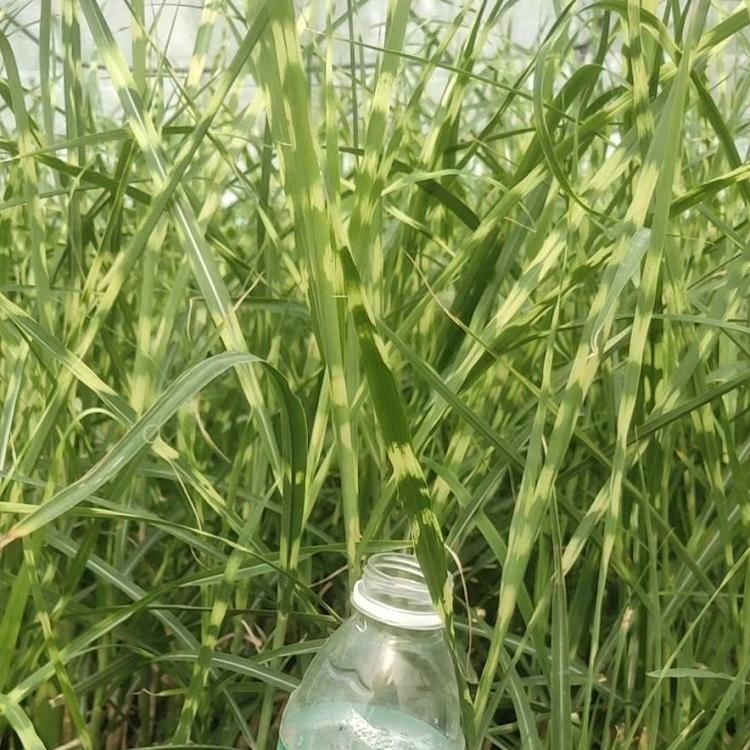 斑叶芒 斑叶芒批发 斑叶芒量大优惠