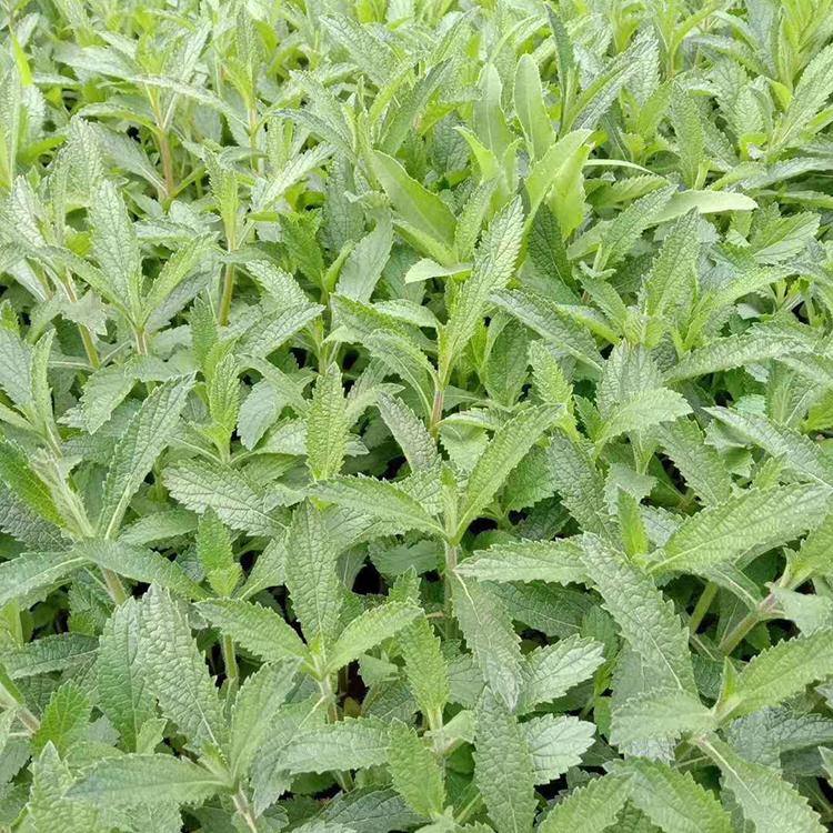 启景柳叶马鞭草_量大优惠 观赏柳叶马鞭草小苗_基地直销