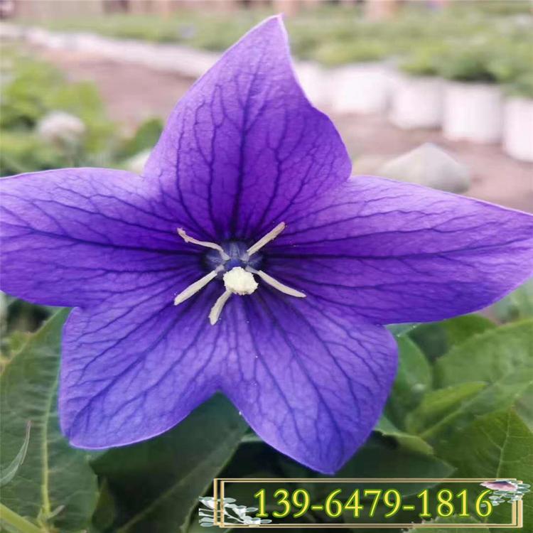 供应桔梗花苗大量批发 蓝紫色桔梗花价格 园林绿化工程花卉